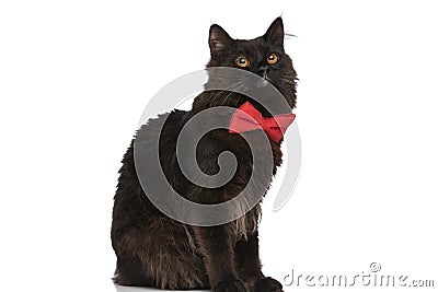 Metis cat with black fur is feeling bored Stock Photo