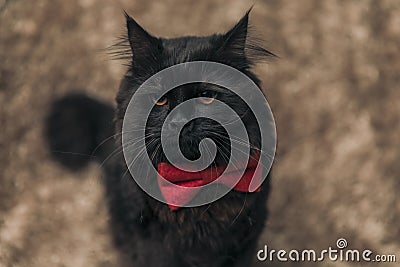 Metis cat with black fur feeling moody Stock Photo