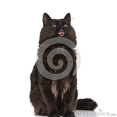 Metis cat with black fur is sticking her tongue out Stock Photo