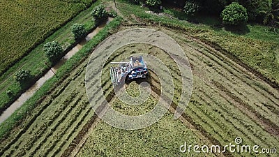 Metraggio nell'azienda agricola del riso sulla raccolta della stagione dall'agricoltore con le mietitrebbiatrici archivi video Metraggio nell'azienda agricola del riso sulla raccolta della stagione dall'agricoltore con le mietitrebbiatrici archivi video