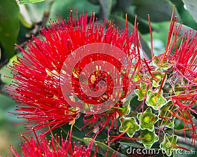 Showy Hawaiian flower Stock Photo