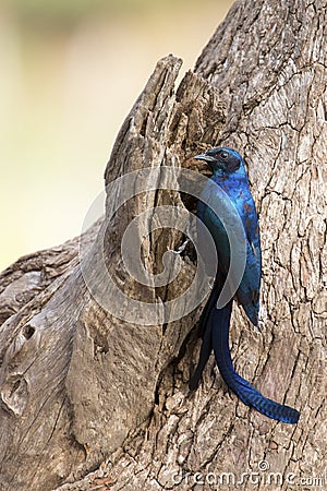 Meves`s Longtailed Starling sitting on side of a tree Stock Photo