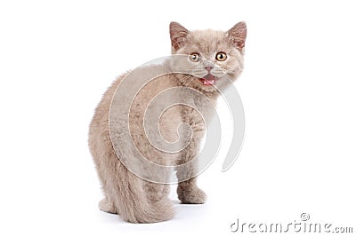 Mewing little kitten Stock Photo