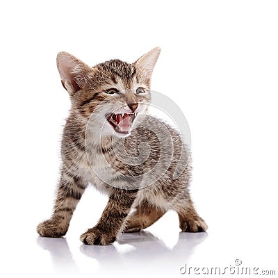 The mewing striped kitten. Stock Photo