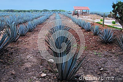 Mexican agave plantation Stock Photo