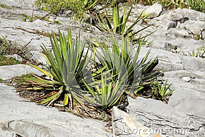 Mexican Agave Stock Photo