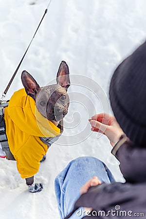 Mexican bald dog in yellow clothes in winter Stock Photo