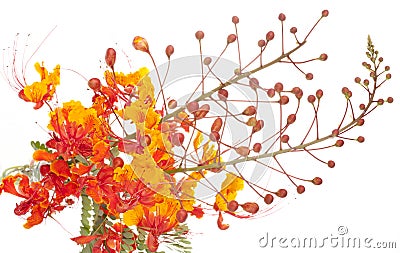 Mexican Bird of Paradise (Caesalpinia pulcherrima) Stock Photo