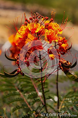 Mexican bird of paradise & x28;Caesalpinia pulcherrima& x29; Stock Photo