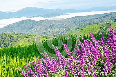 Mexican bush sage flower with rice fields and mountains Stock Photo