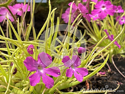 Mexican Butterwort / Pinguicula moctezumae, Zamudio & R. Z. Ortega / Mexicano Butterwort - The Botanical Garden Zuerich Stock Photo