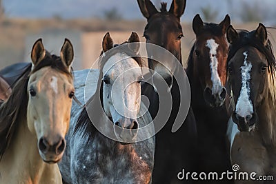 A Mexican Charro Cowboy Rounds Up A Herd of Horses Running Through The Field On A Mexican Ranch At Sunrise Stock Photo