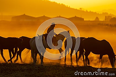 A Mexican Charro Cowboy Rounds Up A Herd of Horses Running Through The Field On A Mexican Ranch At Sunrise Stock Photo