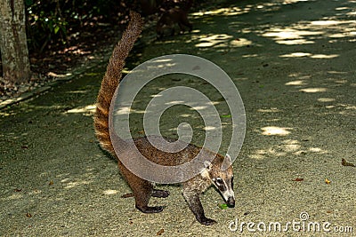 Mexican coati in the jungle, Nasua nasua Stock Photo