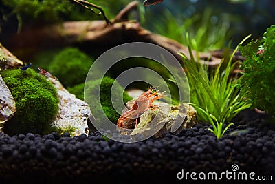 Mexican Crayfish for Nano Aquariu Stock Photo