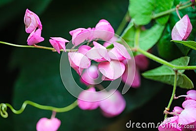 Mexican Creeper, Chain of Love or Antigonon leptopus pink bouquet flowers Stock Photo