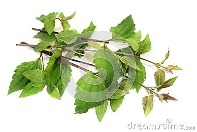 Mexican dream herb Stock Photo