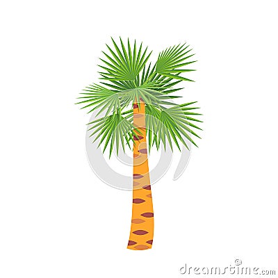 Mexican fan palm tree, symbol to warm country. Holiday, Vector Illustration