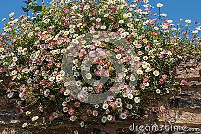 Mexican fleabane erigeron karvinskianus flowers Stock Photo