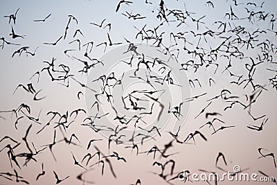 Mexican Free-Tailed Bats Stock Photo