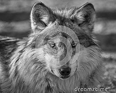 Mexican gray wolf closeup portrait Stock Photo
