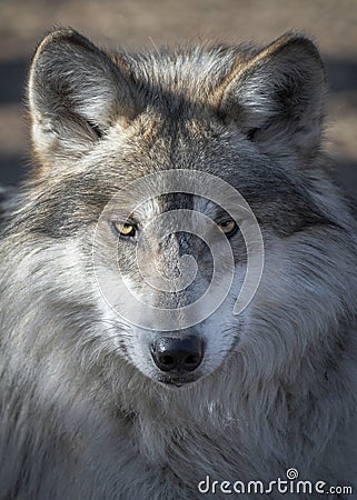 Mexican gray wolf closeup portrait Stock Photo