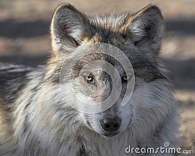 Mexican gray wolf closeup portrait Stock Photo