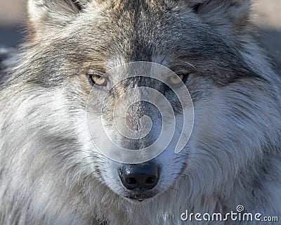 Mexican gray wolf portrait Stock Photo