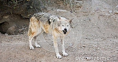 A Mexican Gray Wolf Snarls a Warning Outside Its Den Stock Photo