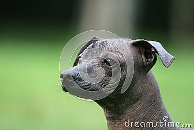 Mexican Hairless Dog Stock Photo