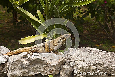 Mexican Iguana resting on a rock in Chichen Itza Stock Photo