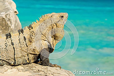 Mexican Iguana in the Yucatan peninsula, Mexico Stock Photo