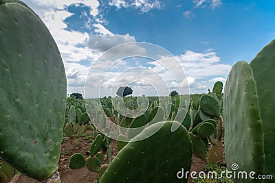 Mexican landscape nopales nopalera field beautiful blue sky horizons scenic rural growth field agriculture Stock Photo