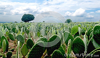 Mexican landscape nopales nopalera field beautiful blue sky horizons Stock Photo