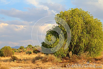 Pirul or Pink peppercorn tree III Editorial Stock Photo