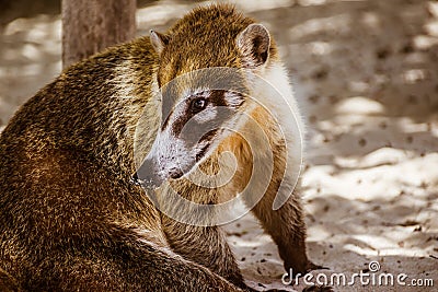 Mexican mayan Coati animal photograph Stock Photo