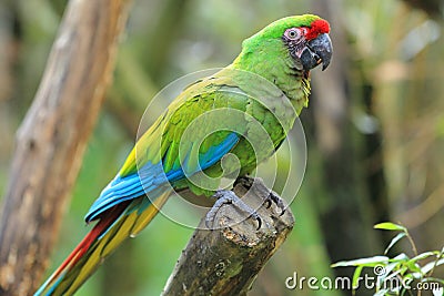 Mexican military macaw Stock Photo