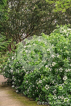 Mexican orange blossom Choisya ternata White Dazzler, flowering shrubs Stock Photo