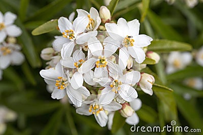 Mexican Orange Blossom white flowers Stock Photo