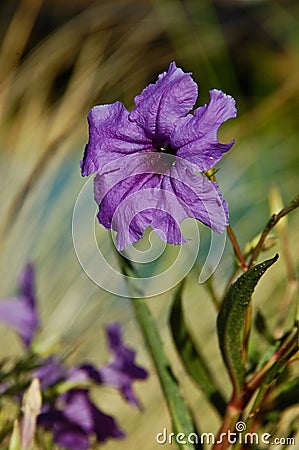 Mexican Petunia (Ruellia brittoniana) Stock Photo