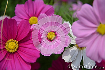 Dark Pink white Cosmos Flowers Stock Photo