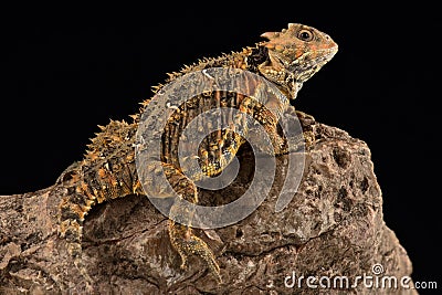 Mexican Plateau horned lizard Phrynosoma orbiculare cortezii Stock Photo