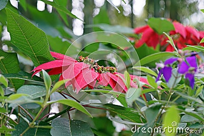 Mexican Poinsettia or christmas flower, use in Chrismas decoration Stock Photo