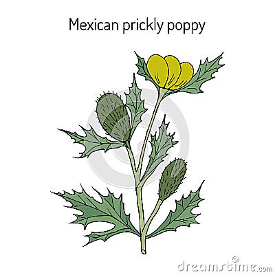 Mexican prickly poppy Argemone mexicana , or flowering thistle, medicinal plant Vector Illustration