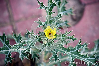 Mexican prickly poppy plant (Argemone Mexicana) with golden flower : (pix SShukla) Stock Photo