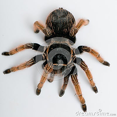 Mexican Red-kneed Tarantula view from top Stock Photo