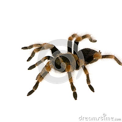 Mexican redknee tarantula Stock Photo