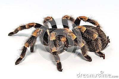 Mexican redknee tarantula Brachypelma smithi isolated on white background Stock Photo