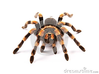 Mexican redknee tarantula Brachypelma smithi, spider female Stock Photo