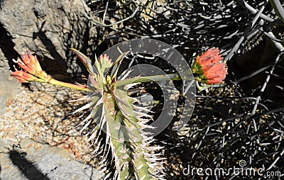 Mexican Rose Stock Photo
